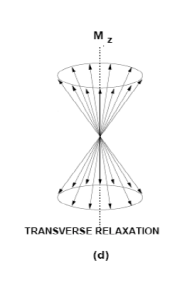 La risonanza magnetica nucleare grande è il numero dei nuclei risonanti. Il decadimento di tale curva dipende dal T 2 della sostanza che si sta studiando.