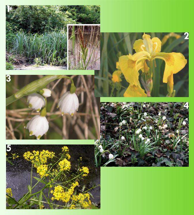 1. Carice spondicola (Carex riparia): si trova nelle zone umide. 2.