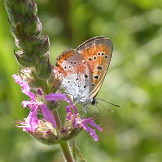 Gli animali Il Parco del Lambro Meridionale e Ticinello è il primo PLIS entomologico in Italia. La fauna entomologica riveste, infatti, una notevole importanza.