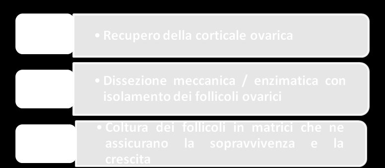 Rischio oncologico Trapianto di follicoli isolati La lamina basale che circonda i follicoli ovarici rappresenta una barriera fisica che li isola dal compartimento stromale e dai