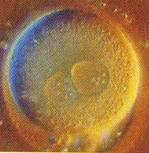 2010, così definiva quello che osservava al microscopio: il