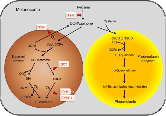 La regolazione degli enzimi melanogeni, inclusa la tirosinasi, appare centrale nella melanogenesi Ma il numero esatto dei geni coinvolti nei vari step della pigmentazione è ancora da definire con