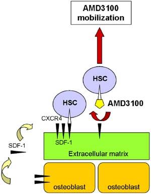 È in grado di inibire il legame tra SDF-1 e CXCR4 permettendo alla HSC di non restare