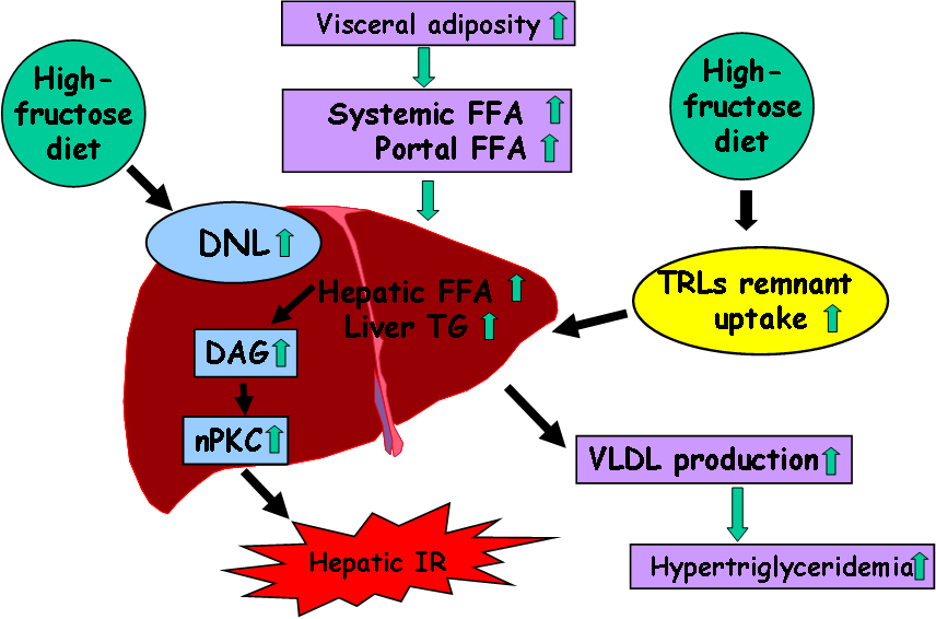 Consequences of high fructose