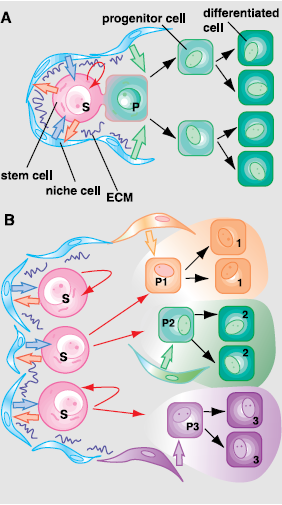 Fig.1. Modelli alternativi di divisione asimmetrica per la distribuzione di cellule staminali.