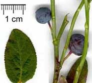 Glucosidi Fenolici-tannini antocianosidi biogenesi via acido scichimico e malonato Mirtillo nero: Vaccinium myrtillus (Ericacee). Piccolo arbusto alto 20-30 cm.