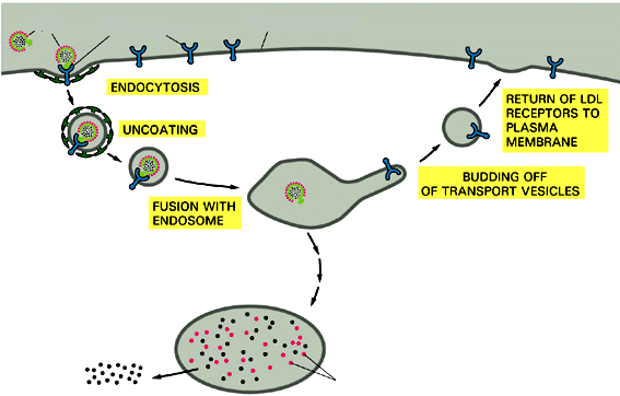 IL TRASPORTO DALLA MEMBRANA PLASMATICA TRAMITE GLI ENDOSOMI: LDL recettori delle LDL membrana ENDOCITOSI ENDOCITOSI PERDITA RIVESTIMENTO RITORNO DEI RECETTORI ALLA MEMBRANA FUSIONE CON ENDOSOMA