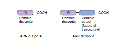 LE CK inducono l espressione di geni di risposta ARR (arabidospsis response regulator) Questi geni