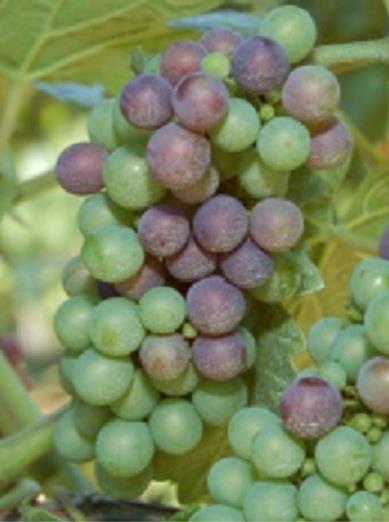 LA VITE N 6 del 9 agosto 2016 Fase fenologica Lo stadio vegetativo risulta molto variabile a seconda della zona viticola e della varietà: si passa da varietà precoci (es.