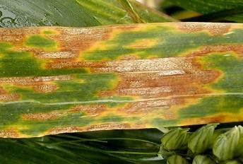 Septoriosi La Septoria tritici può insediarsi sull ospite in autunno e diffondersi in forma epidemica in fase di levata, favorito da stagioni piovose, umide e temperature di 15-20 C.