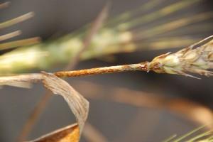 Ruggine Bruna La ruggine bruna, causata da Puccinia recondita, è più o meno presente tutti gli anni e in molti areali.