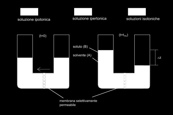 In Fisiologia, la legge dell'equilibrio di massa dice che se la quantità di una sostanza in un