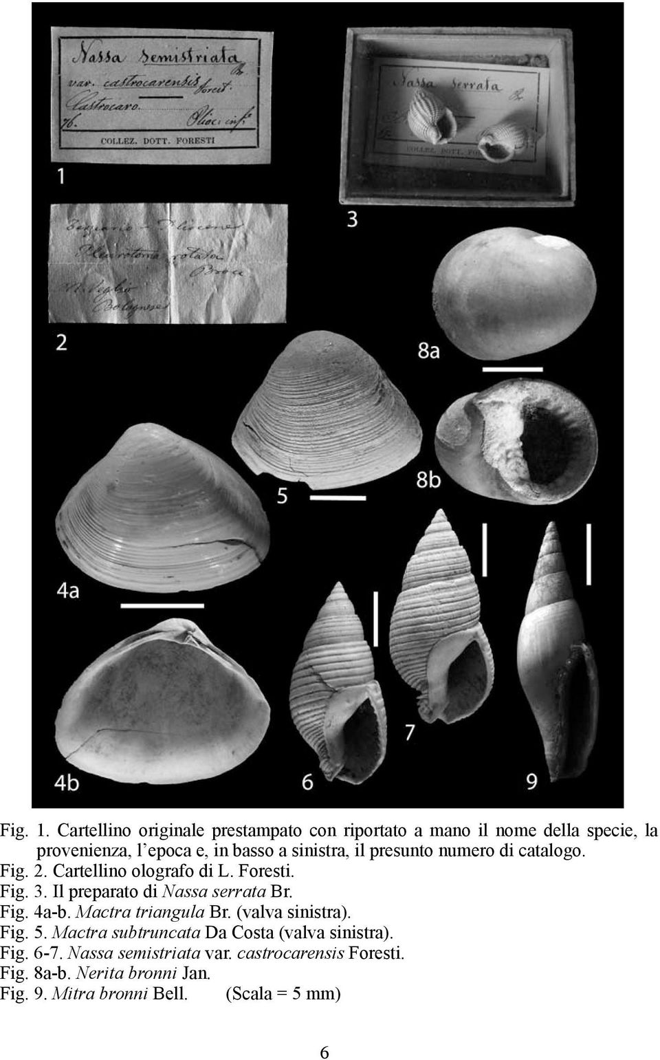 sinistra, il presunto numero di catalogo. Fig. 2. Cartellino olografo di L. Foresti. Fig. 3.