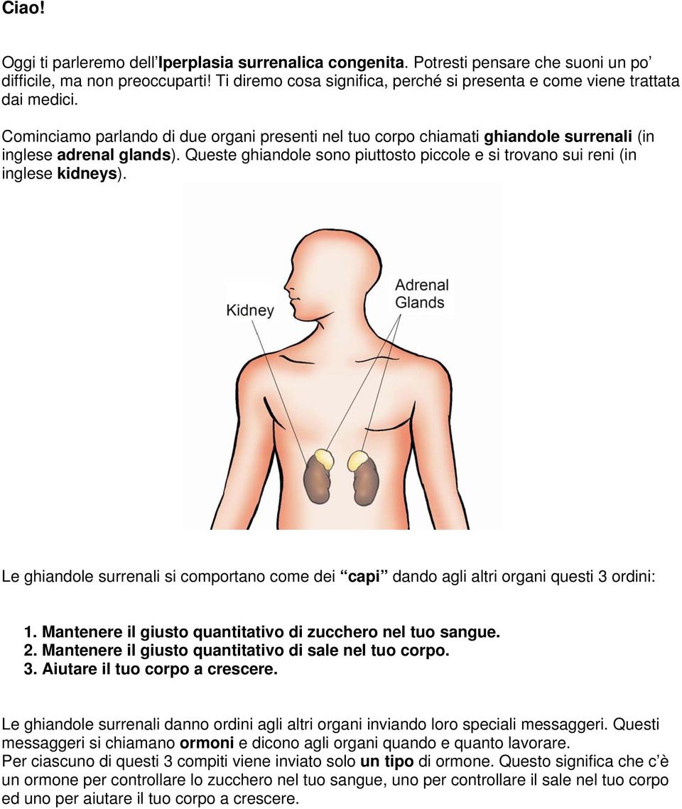 Queste ghiandole sono piuttosto piccole e si trovano sui reni (in inglese kidneys). Le ghiandole surrenali si comportano come dei capi dando agli altri organi questi 3 ordini: 1.