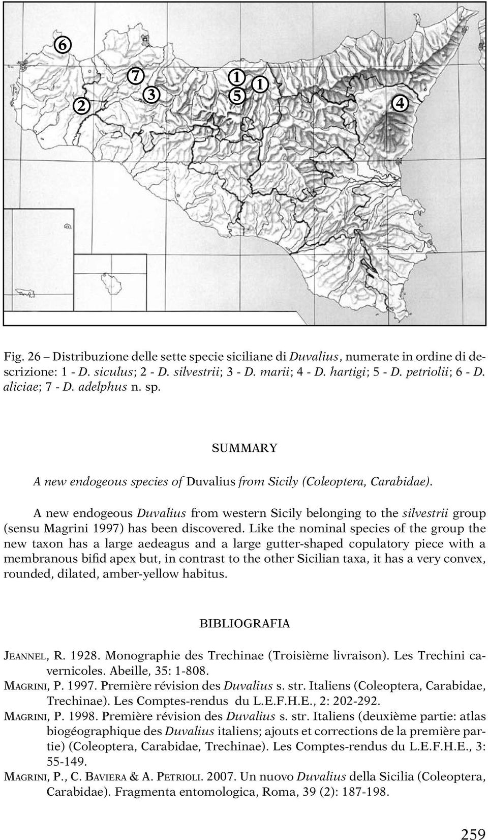 A new endogeous Duvalius from western Sicily belonging to the silvestrii group (sensu Magrini 1997) has been discovered.