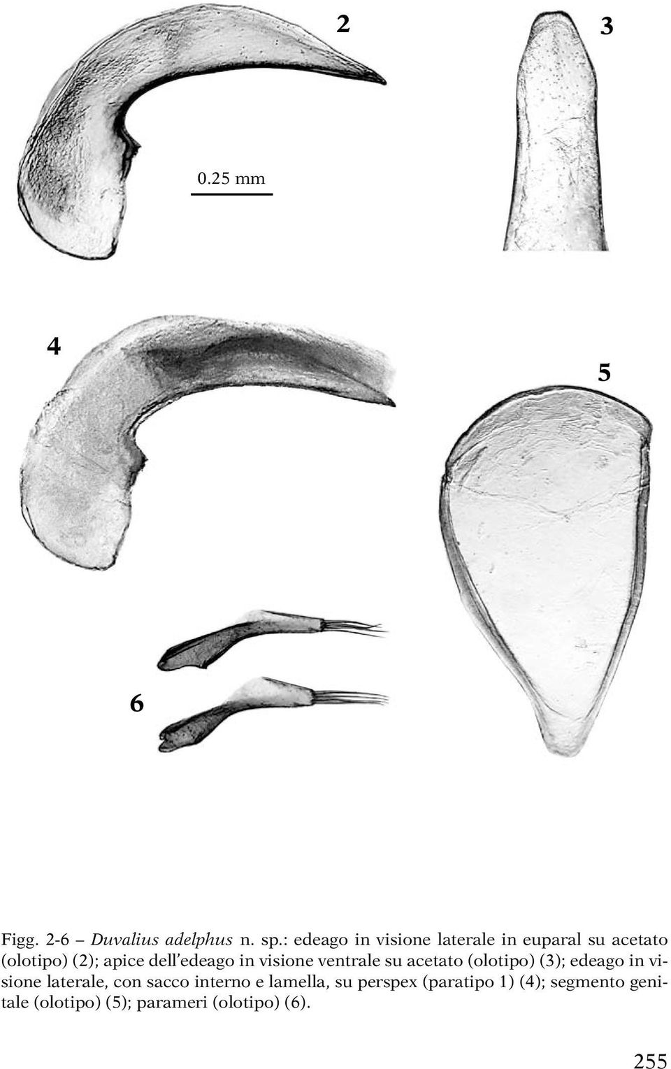 edeago in visione ventrale su acetato (olotipo) (3); edeago in visione laterale,