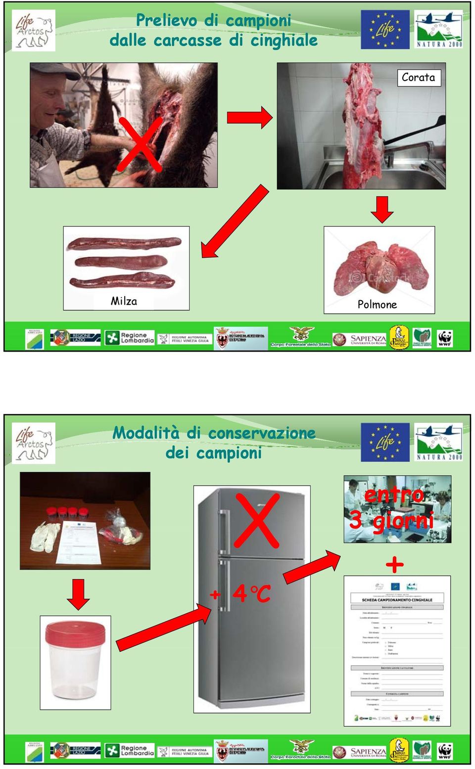 Milza Polmone Modalità di