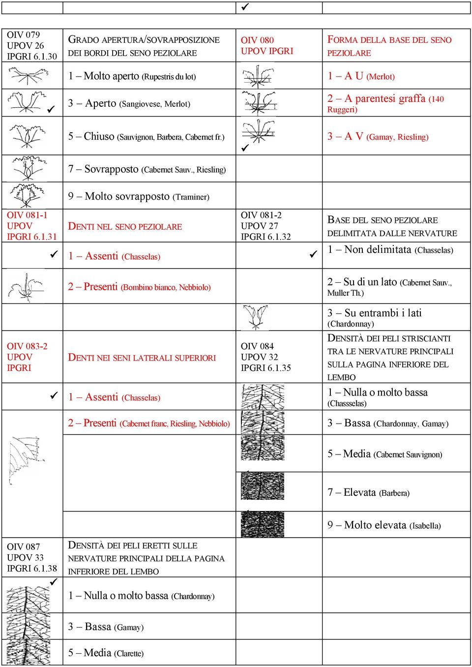 graffa (140 Ruggeri) 5 Chiuso (Sauvignon, Barbera, Cabernet fr.) 7 Sovrapposto (Cabernet Sauv., Riesling) 3 A V (Gamay, Riesling) 9 Molto sovrapposto (Traminer) OIV 081-1 6.1.31 DENTI NEL SENO PEZIOLARE OIV 081-2 27 6.