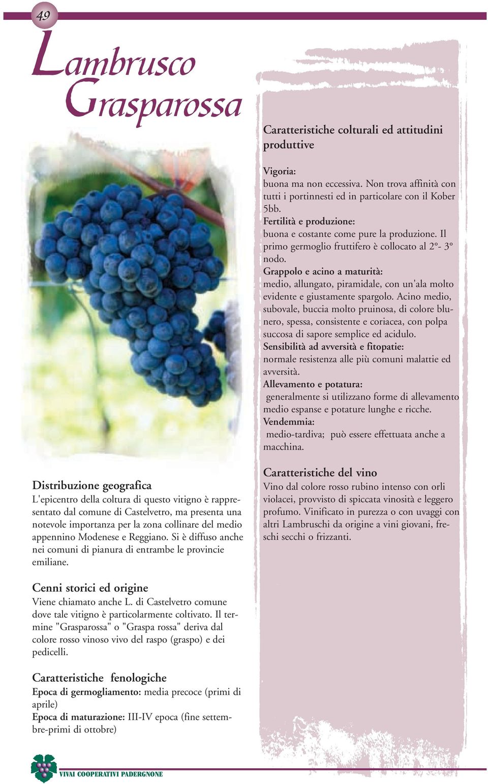 Acino medio, subovale, buccia molto pruinosa, di colore blunero, spessa, consistente e coriacea, con polpa succosa di sapore semplice ed acidulo.