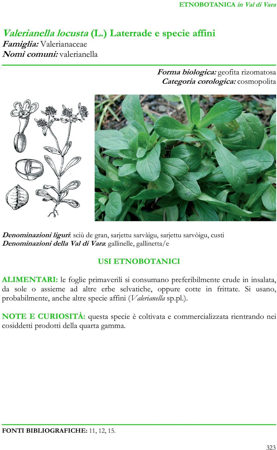 sciù de gran, sarjettu sarvàigu, sarjettu sarvòigu, custi Denominazioni della Val di Vara: gallinelle, gallinetta/e ALIMENTARI: le foglie primaverili si consumano