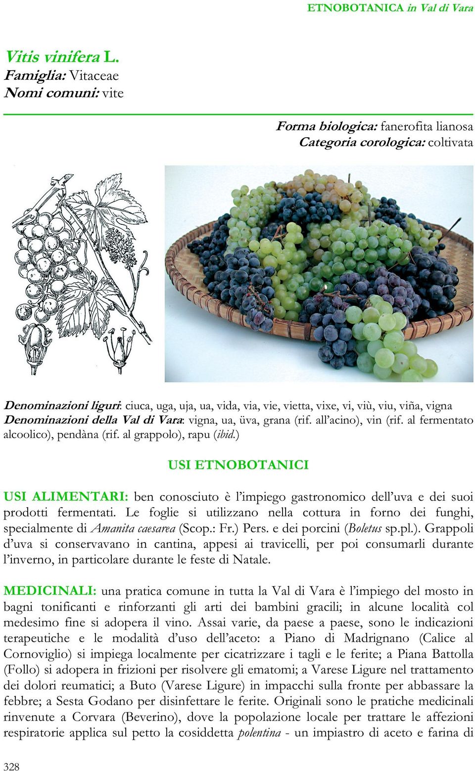 vigna Denominazioni della Val di Vara: vigna, ua, üva, grana (rif. all acino), vin (rif. al fermentato alcoolico), pendàna (rif. al grappolo), rapu (ibid.