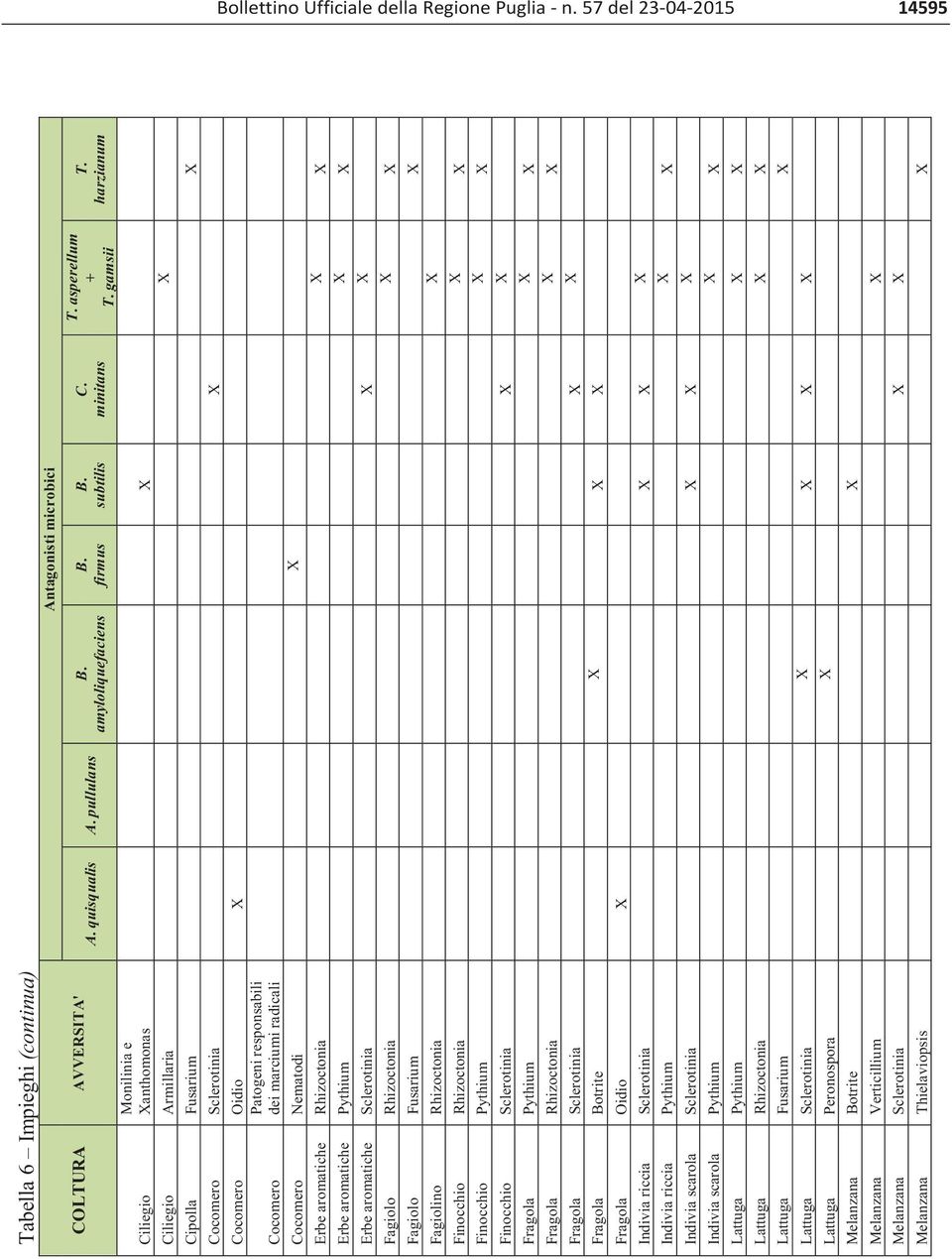 harzianum Cipolla Fusarium X Cocomero Sclerotinia X Cocomero Oidio X Patogeni responsabili Cocomero dei marciumi radicali Cocomero Nematodi X Erbe aromatiche Rhizoctonia X X Erbe aromatiche Pythium X