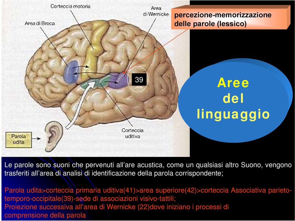 corrispondente; Parola udita>corteccia primaria uditiva(41)>area superiore(42)>corteccia Associativa