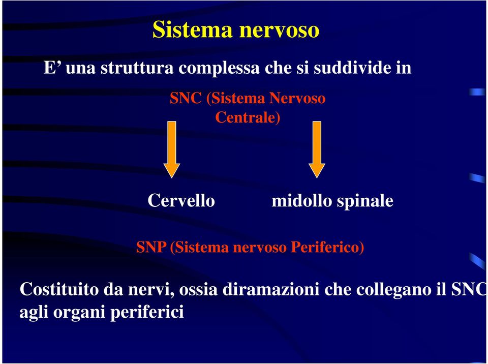 SNP (Sistema nervoso Periferico) Costituito da nervi,