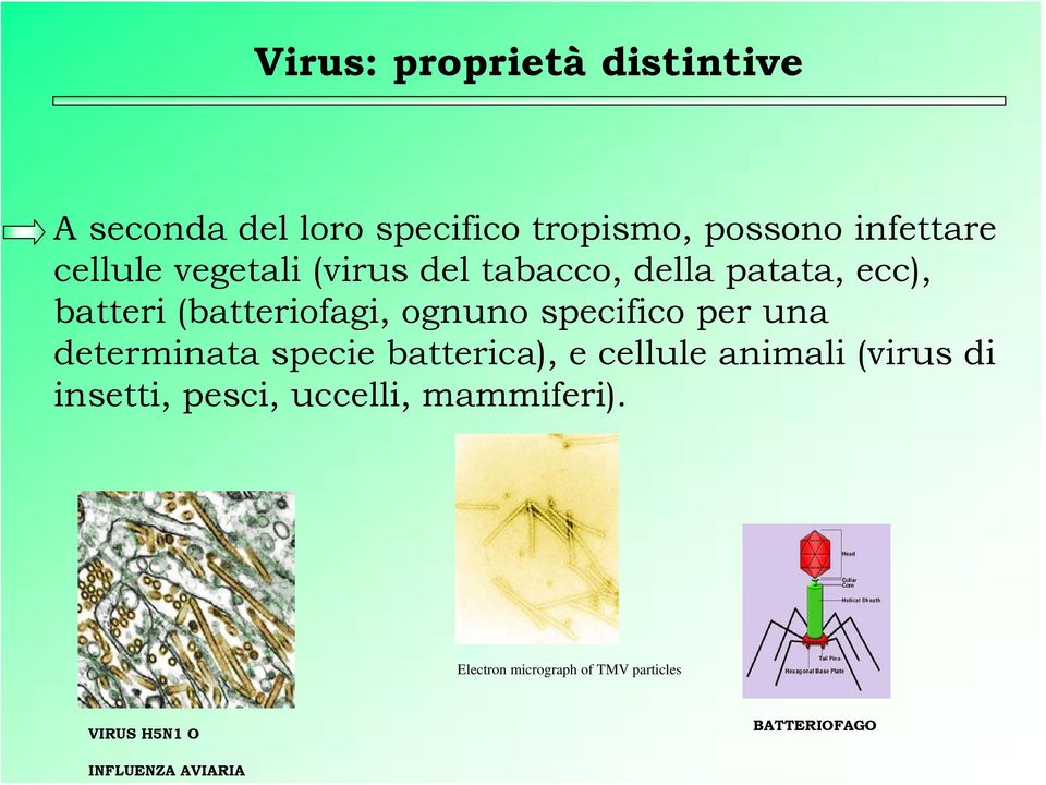 specifico per una determinata specie batterica), e cellule animali (virus di insetti,