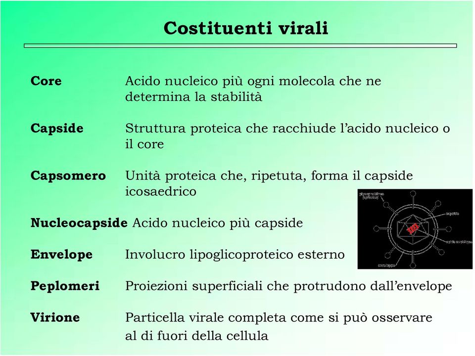 icosaedrico Nucleocapside Acido nucleico più capside Envelope Peplomeri Virione Involucro lipoglicoproteico