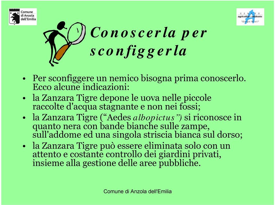 Zanzara Tigre ( Aedes albopictus ) si riconosce in quanto nera con bande bianche sulle zampe, sull'addome ed una singola