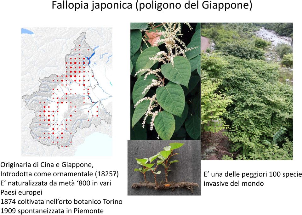 ) E naturalizzata da metà 800 in vari Paesi europei 1874 coltivata