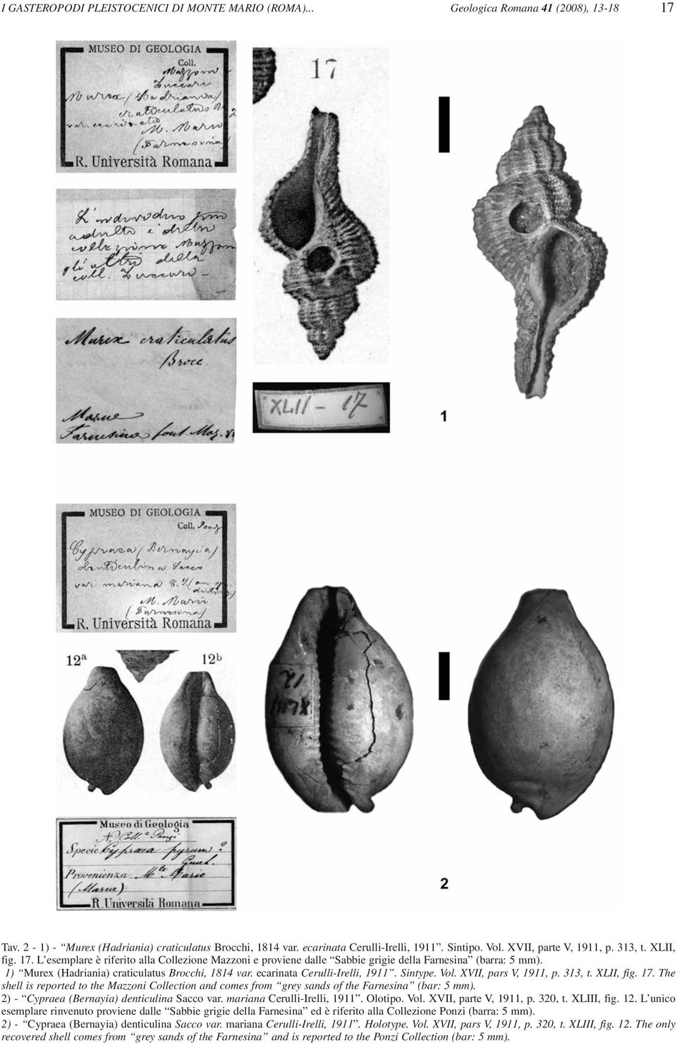 1) Murex (Hadriania) craticulatus Brocchi, 1814 var. ecarinata Cerulli-Irelli, 1911. Sintype. Vol. XVII, pars V, 1911, p. 313, t. XLII, fig. 17.