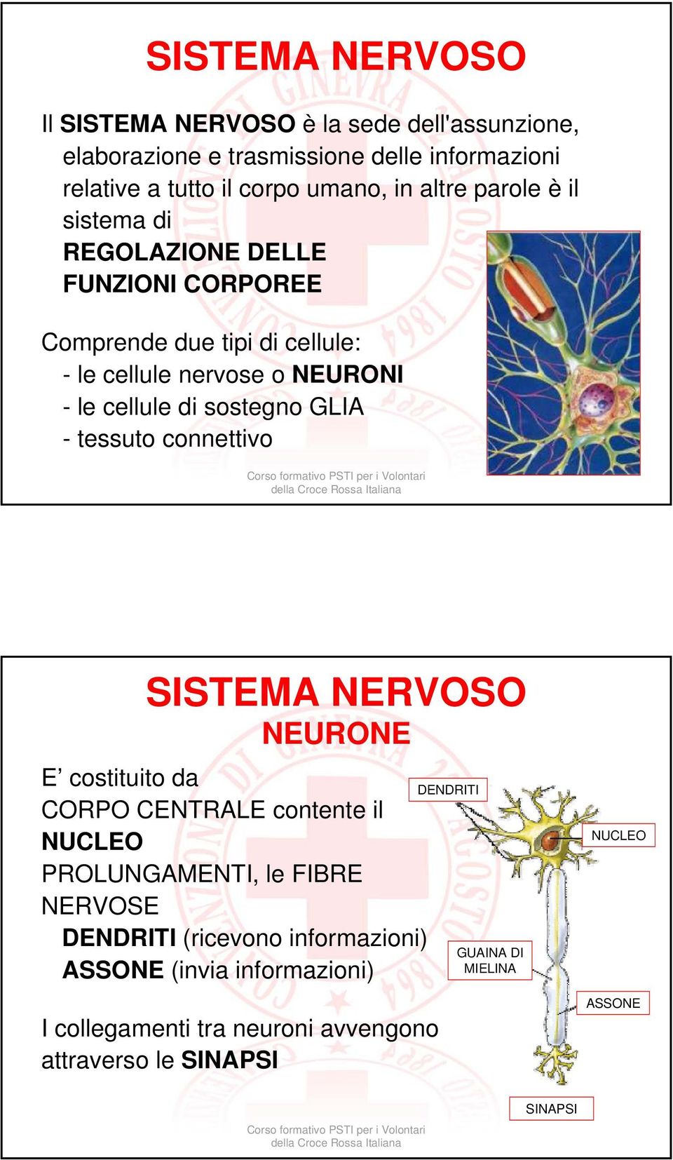 sostegno GLIA - tessuto connettivo SISTEMA NERVOSO NEURONE E costituito da CORPO CENTRALE contente il NUCLEO PROLUNGAMENTI, le FIBRE NERVOSE DENDRITI