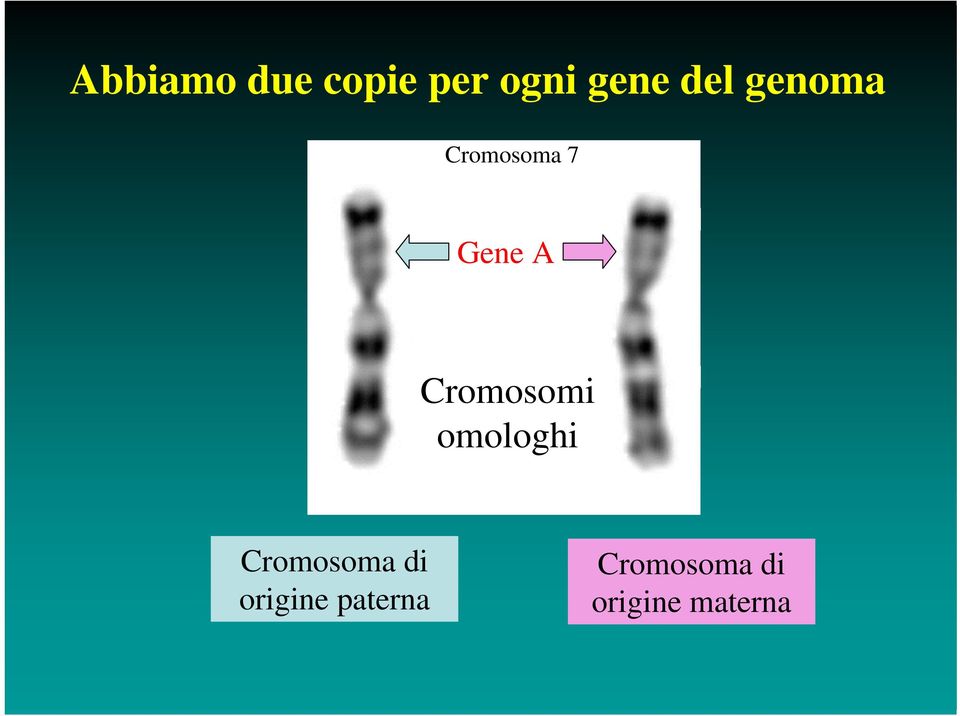 Cromosomi omologhi Cromosoma di