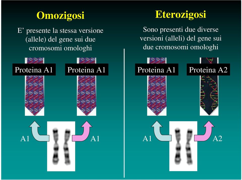 diverse versioni (alleli) del gene sui due cromosomi