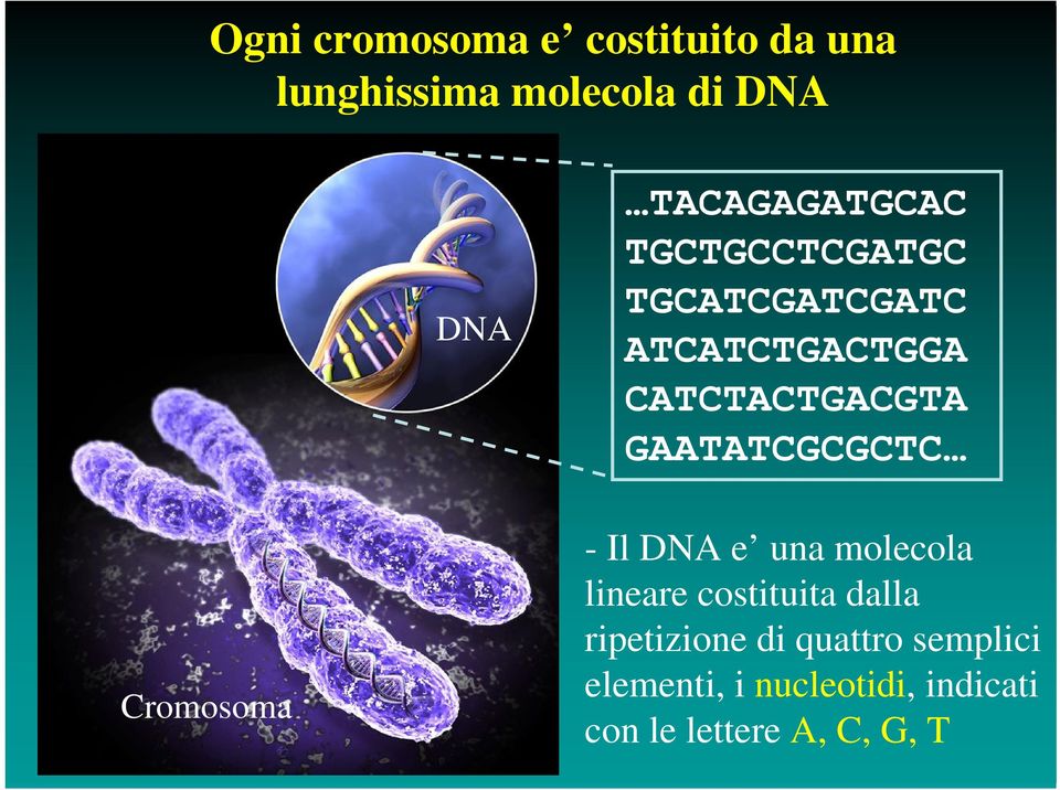 GAATATCGCGCTC Cromosoma - Il DNA e una molecola lineare costituita dalla