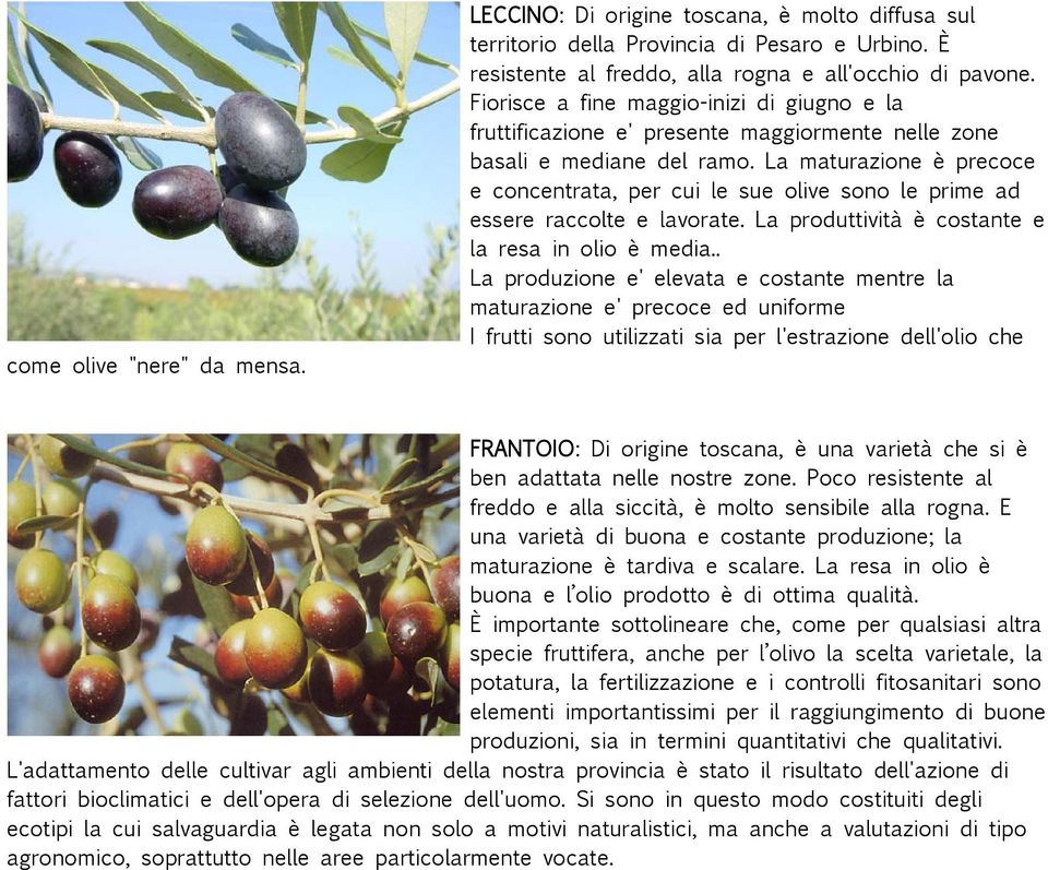 La maturazione è precoce e concentrata, per cui le sue olive sono le prime ad essere raccolte e lavorate. La produttività è costante e la resa in olio è media.