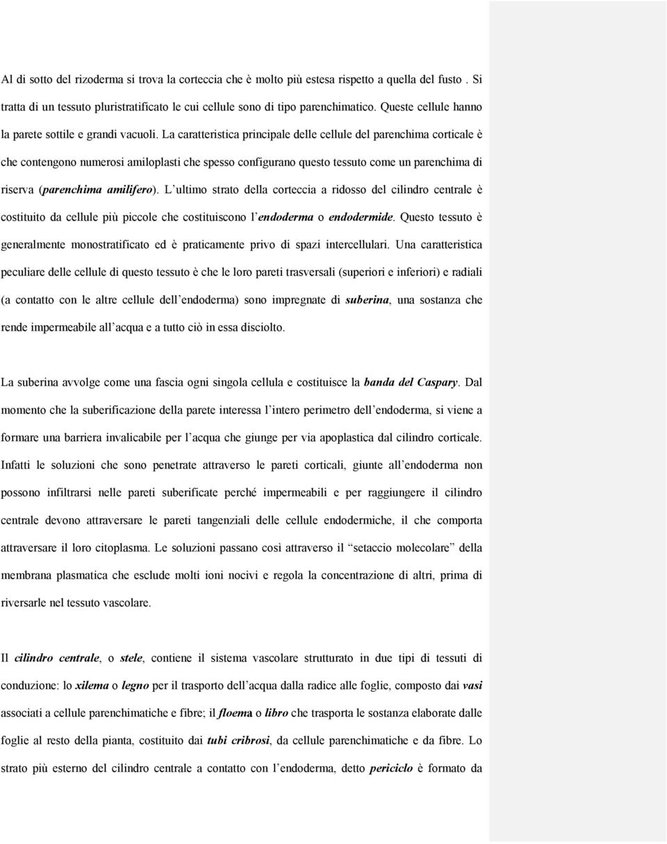 La caratteristica principale delle cellule del parenchima corticale è che contengono numerosi amiloplasti che spesso configurano questo tessuto come un parenchima di riserva (parenchima amilifero).