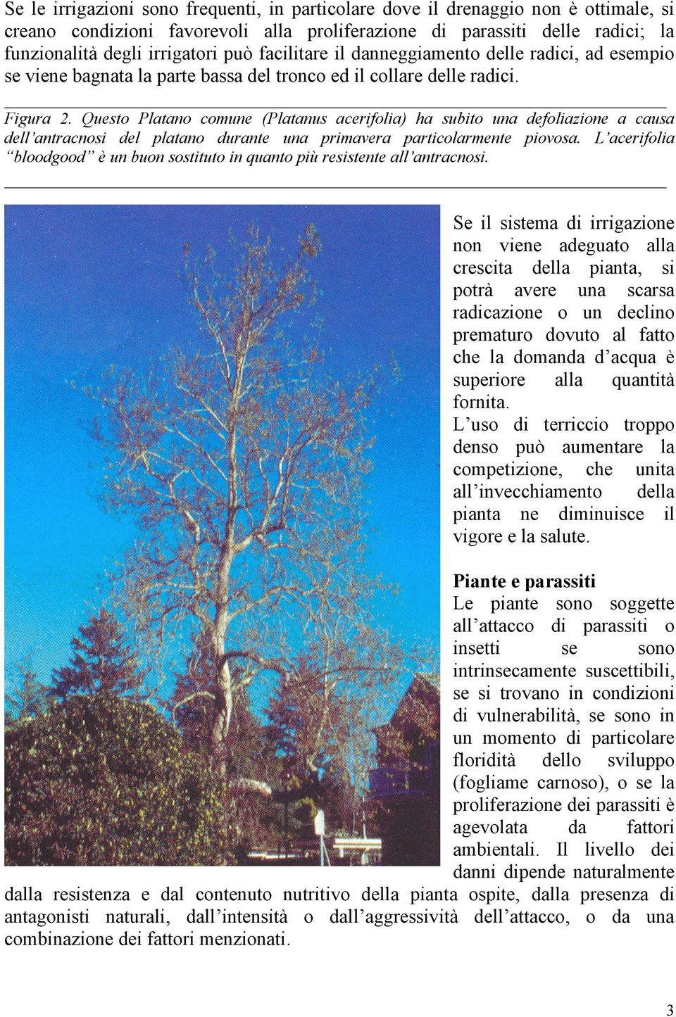 Questo Platano comune (Platanus acerifolia) ha subito una defoliazione a causa dell antracnosi del platano durante una primavera particolarmente piovosa.