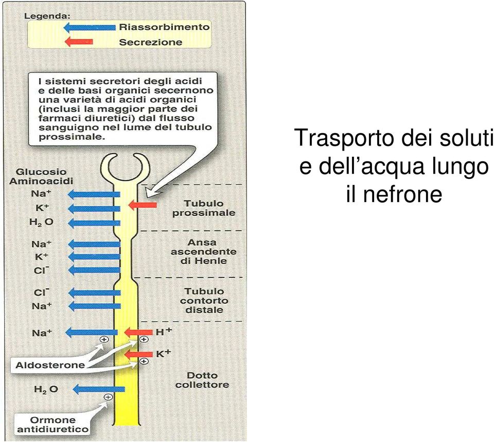 dell acqua