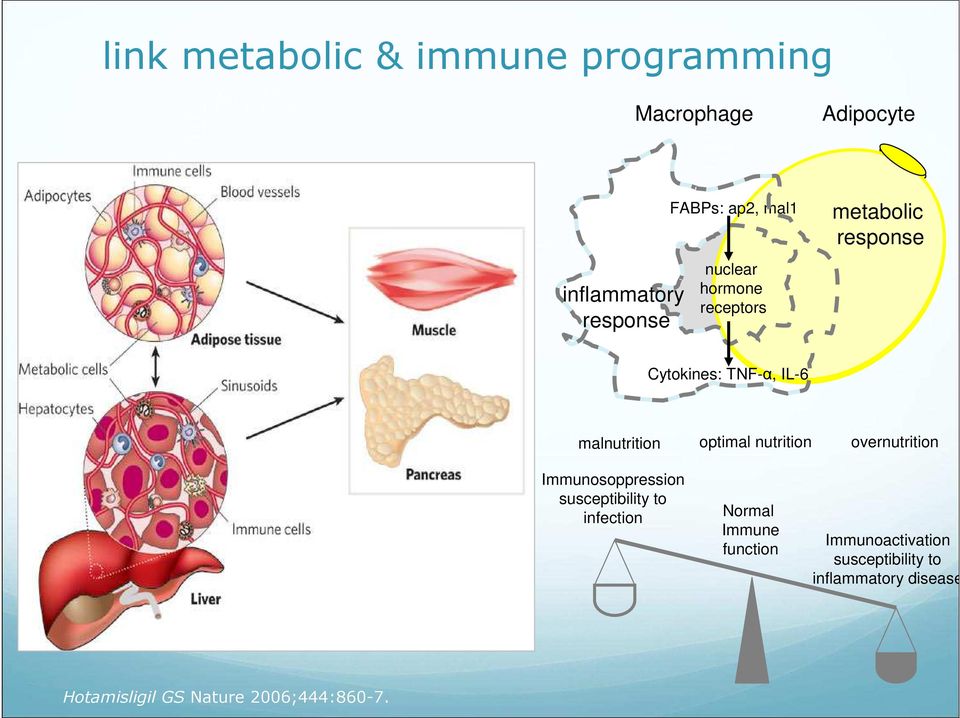 optimal nutrition overnutrition Immunosoppression susceptibility to infection Normal Immune