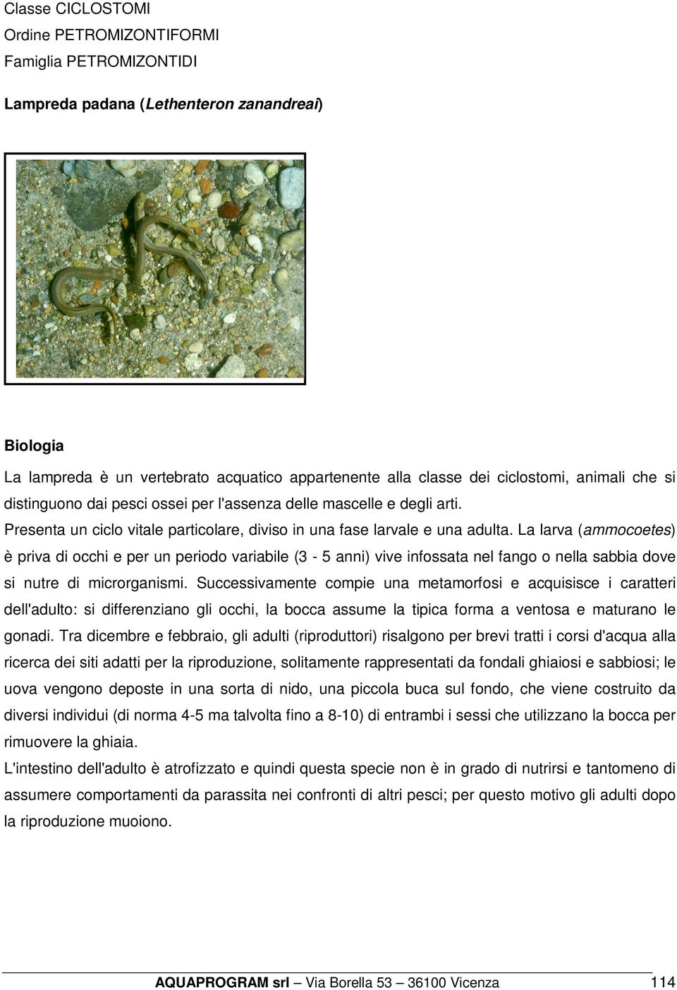 La larva (ammocoetes) è priva di occhi e per un periodo variabile (3-5 anni) vive infossata nel fango o nella sabbia dove si nutre di microrganismi.