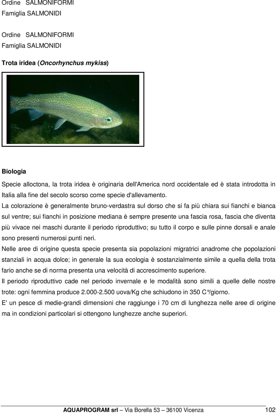 La colorazione è generalmente bruno-verdastra sul dorso che si fa più chiara sui fianchi e bianca sul ventre; sui fianchi in posizione mediana è sempre presente una fascia rosa, fascia che diventa