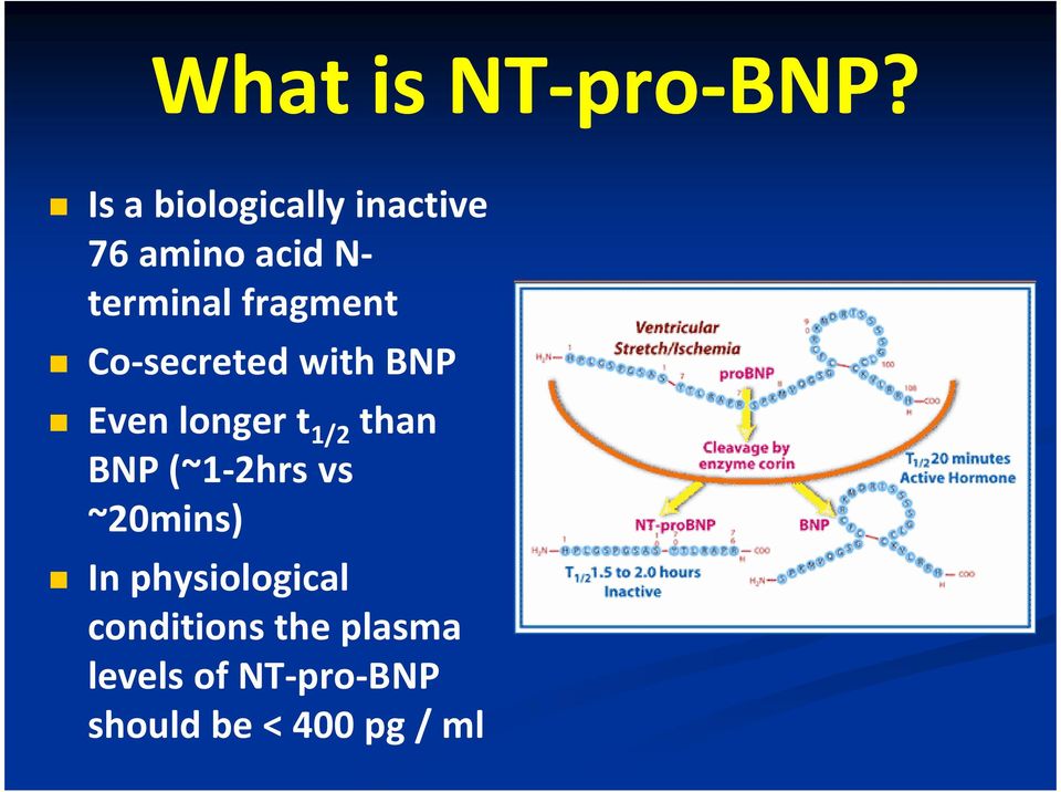 fragment Co-secreted with BNP Even longer t 1/2 than BNP