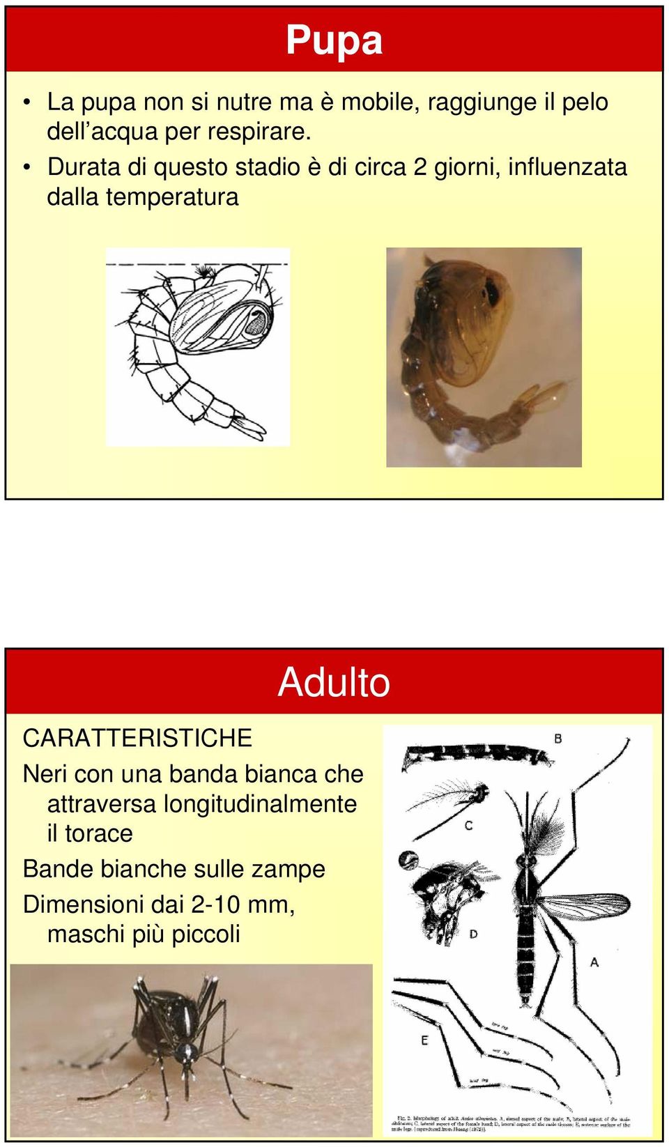 Durata di questo stadio è di circa 2 giorni, influenzata dalla temperatura