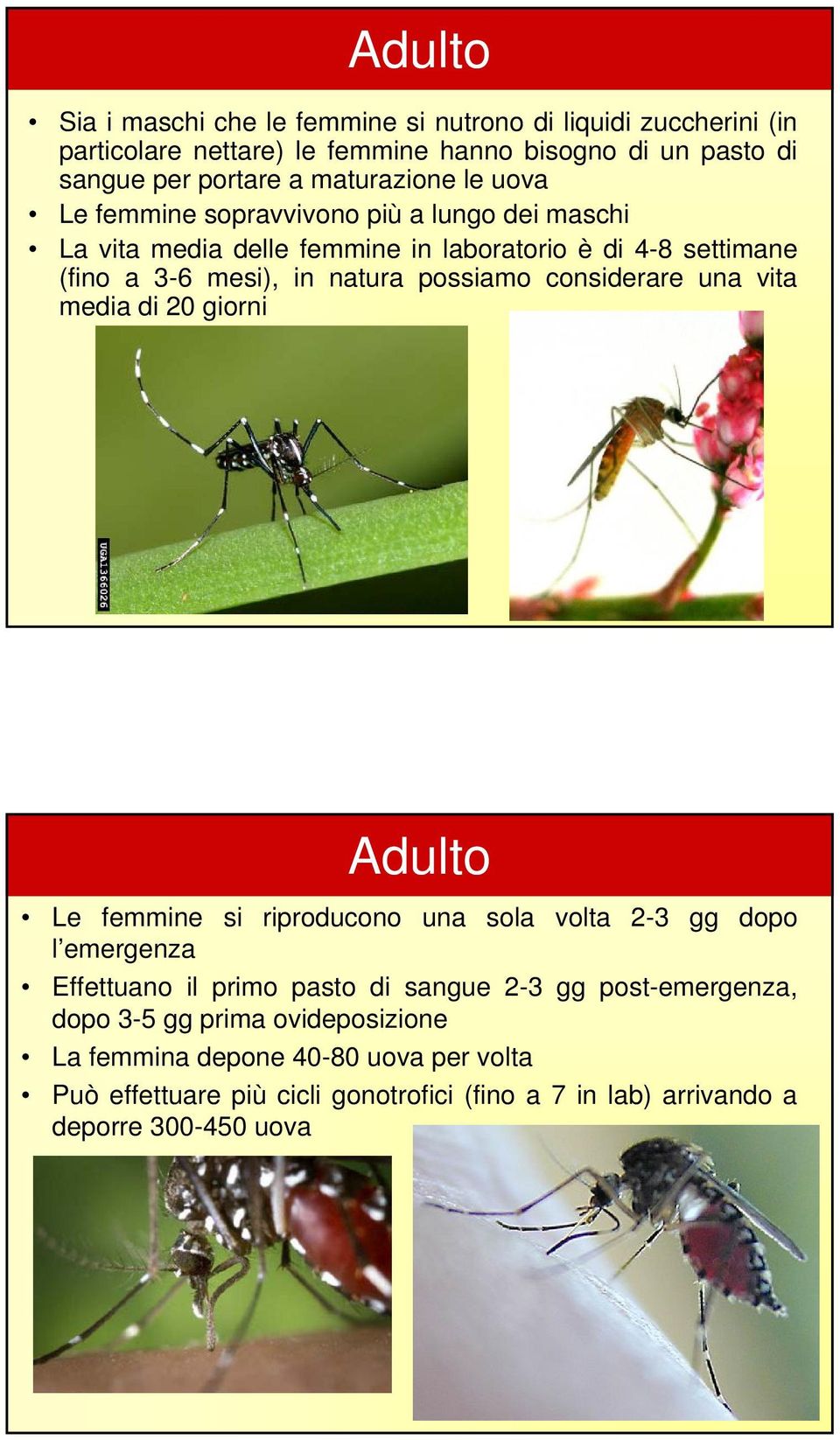 possiamo considerare una vita media di 20 giorni Adulto Le femmine si riproducono una sola volta 2-3 gg dopo l emergenza Effettuano il primo pasto di sangue 2-3