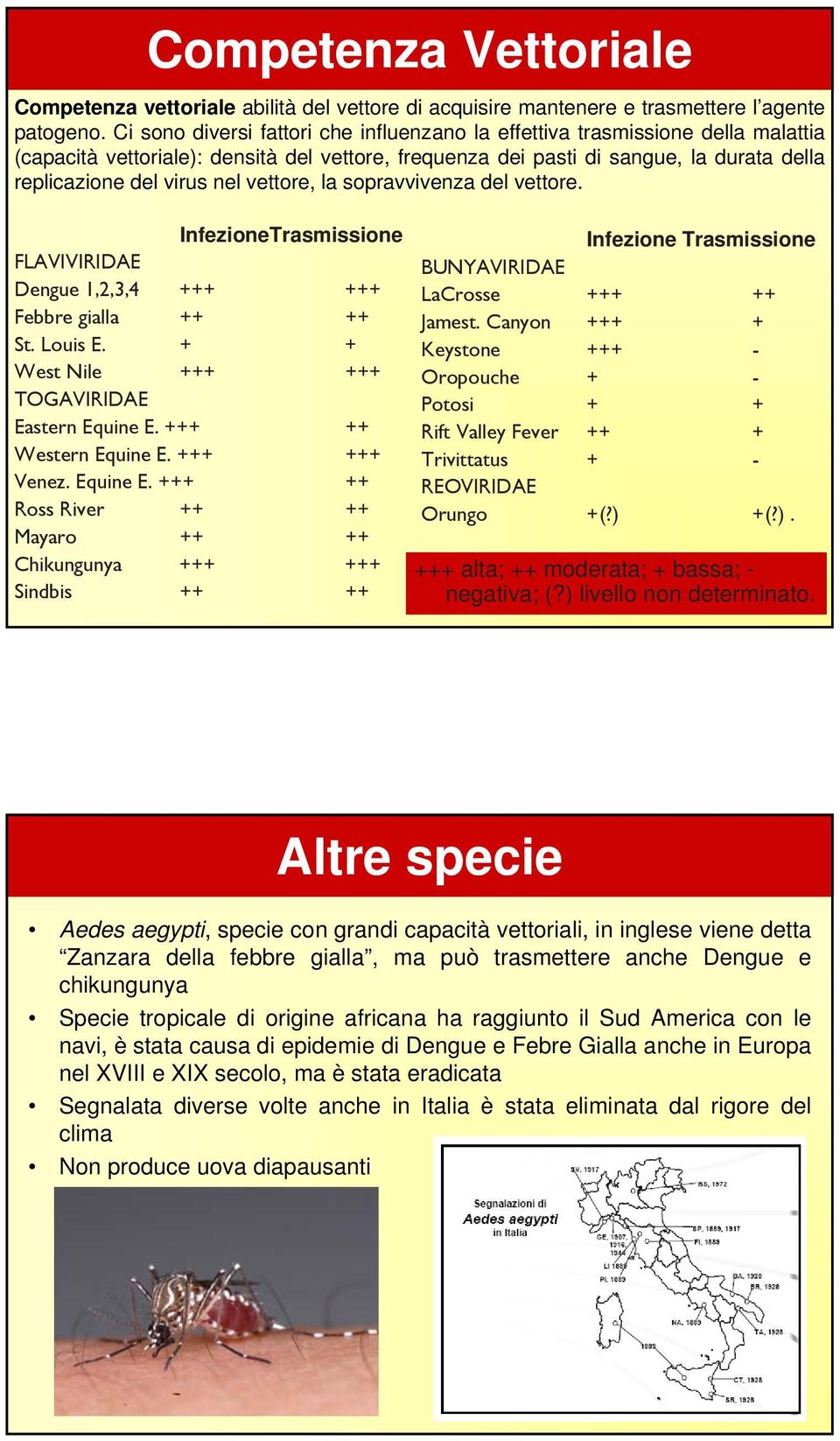 vettore, la sopravvivenza del vettore. InfezioneTrasmissione FLAVIVIRIDAE Dengue 1,2,3,4 +++ +++ Febbre gialla ++ ++ St. Louis E. + + West Nile +++ +++ TOGAVIRIDAE Eastern Equine E.