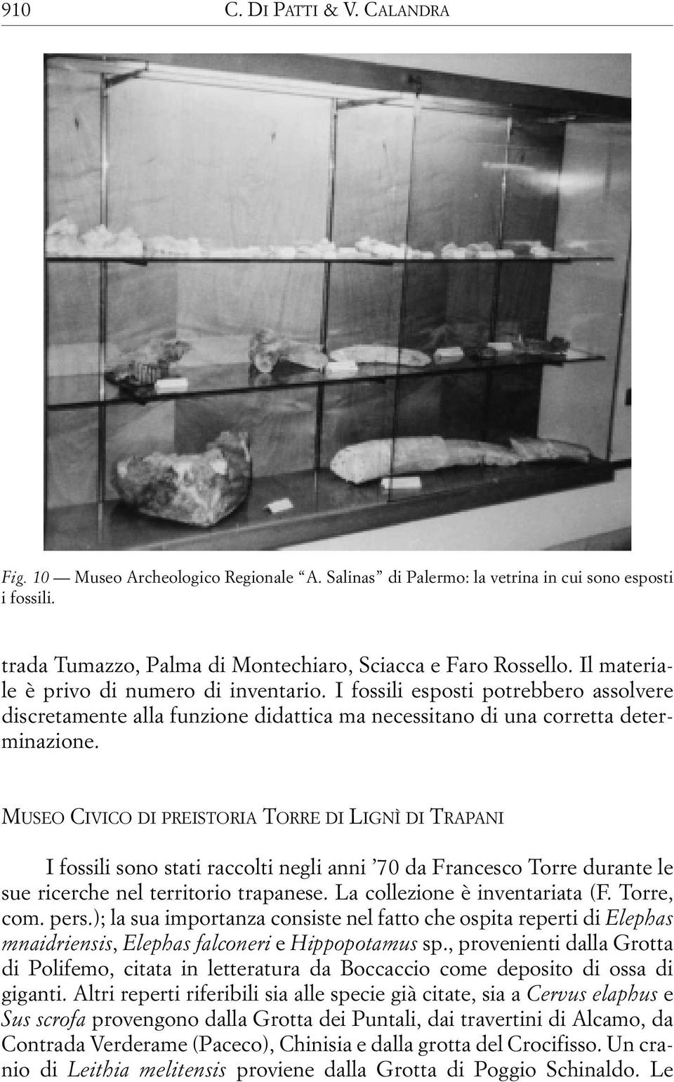 MUSEO CIVICO DI PREISTORIA TORRE DI LIGNÌ DI TRAPANI I fossili sono stati raccolti negli anni 70 da Francesco Torre durante le sue ricerche nel territorio trapanese. La collezione è inventariata (F.