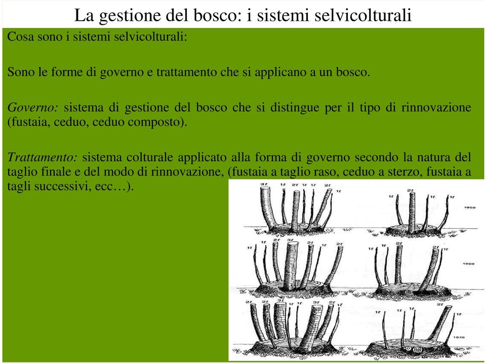 Governo: sistema di gestione del bosco che si distingue per il tipo di rinnovazione (fustaia, ceduo, ceduo composto).